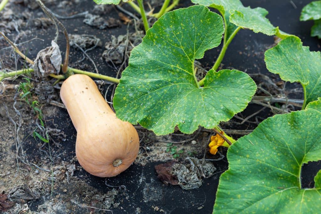 Quand récolter vos courges : les secrets d'une récolte réussie