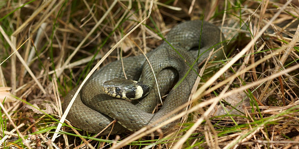 La couleuvre, un précieux allié pour votre jardin