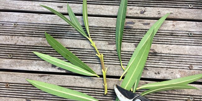 Bouturer le laurier-rose : conseils et astuces pratiques