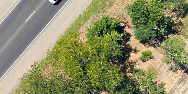 Redonner vie aux villes avec la méthode Miyawaki