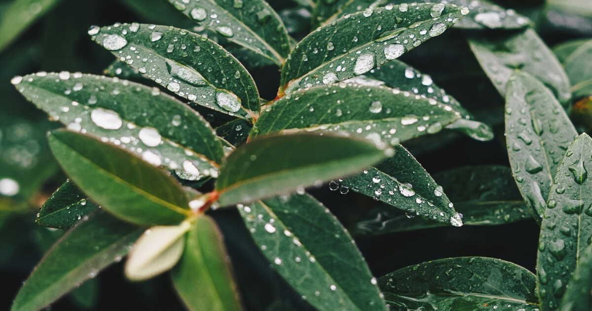 Un accessoire innovant pour optimiser la collecte d'eau de pluie cet été