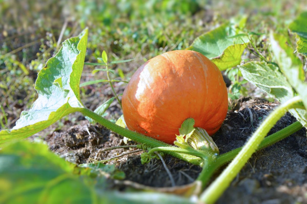 Les trésors du jardin en octobre