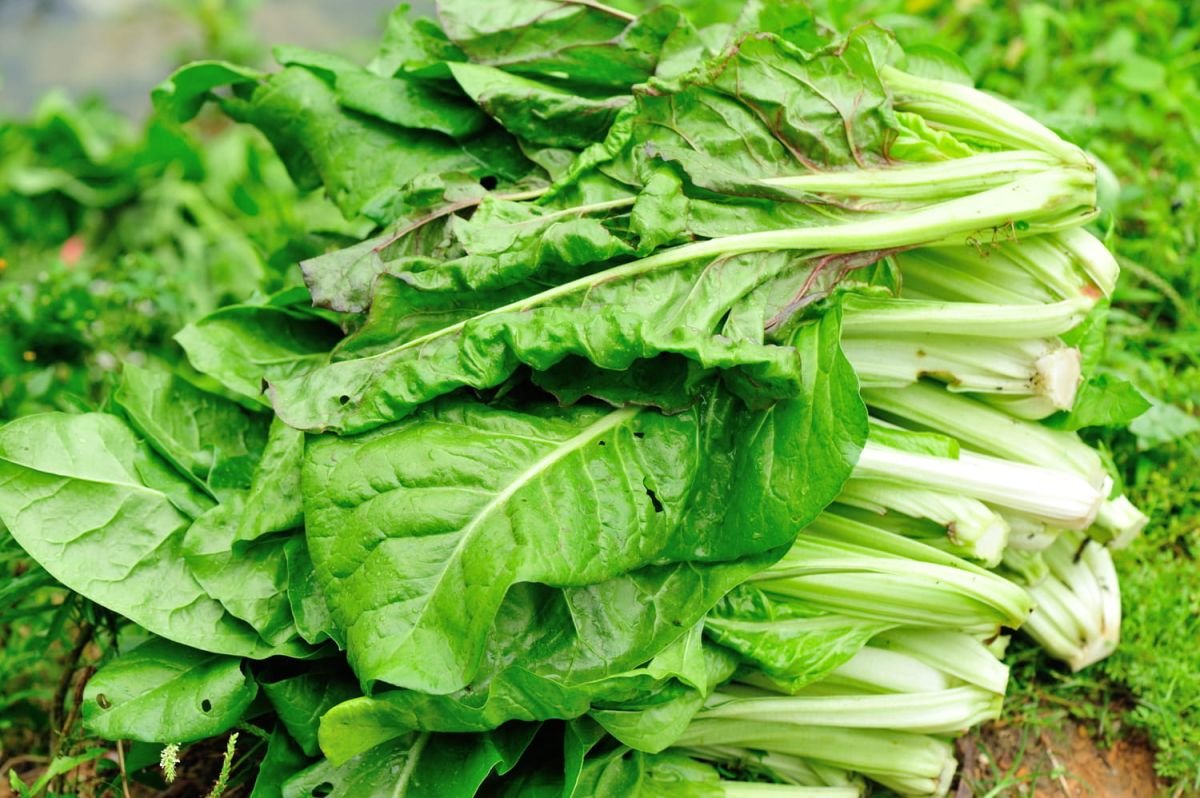 Jardinage lunaire : exploitez les jours-feuilles pour une récolte abondante