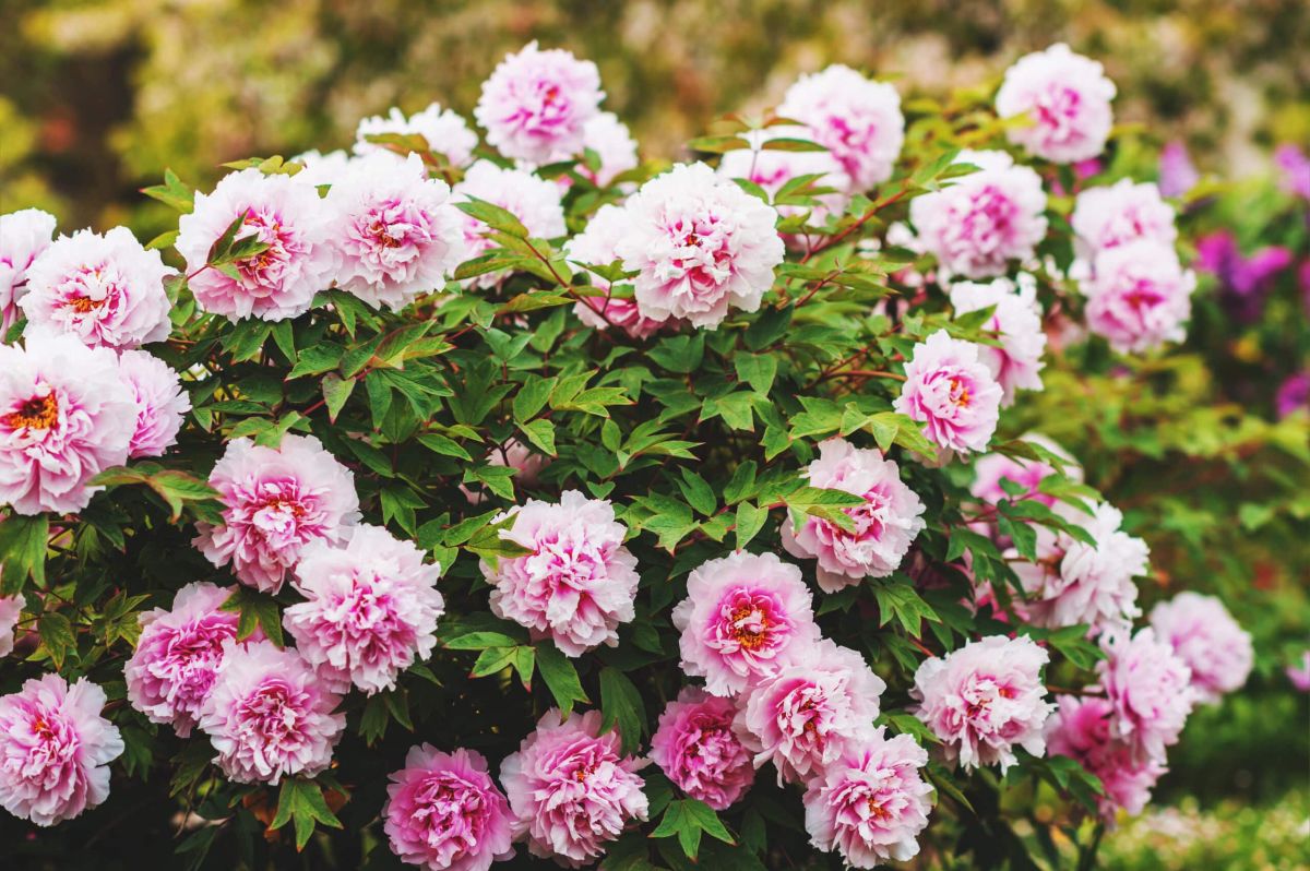 Multipliez vos pivoines facilement : le guide du marcottage