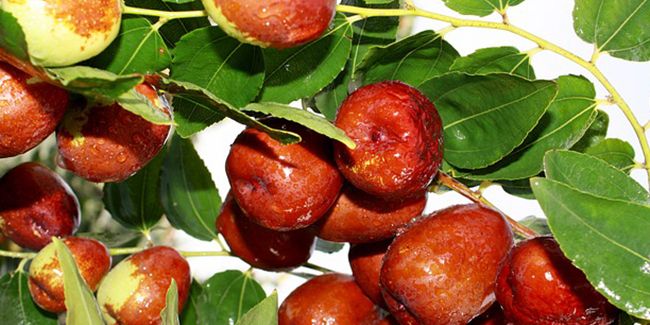 À la découverte du jujubier : l'arbre fruitier aux bienfaits insoupçonnés