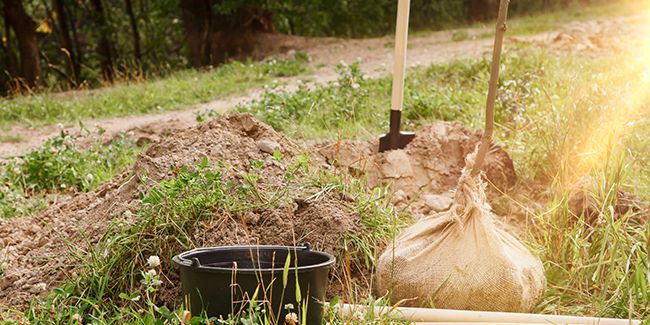 Les secrets d'une plantation réussie : distances et conseils pratiques