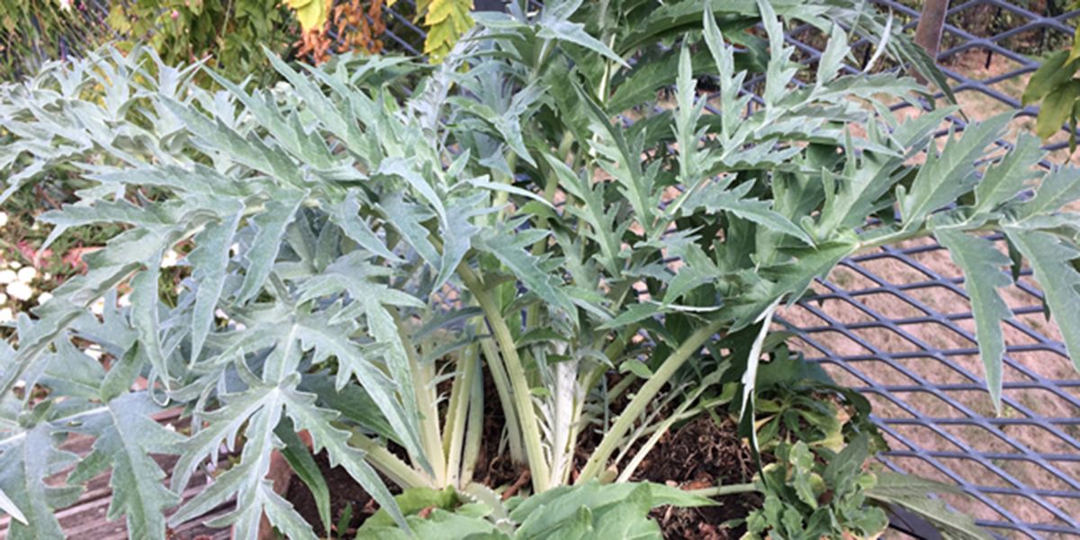 Le cardon : un trésor de la cuisine méditerranéenne à découvrir