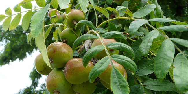 Cormier : un arbre fruitier aux multiples vertus