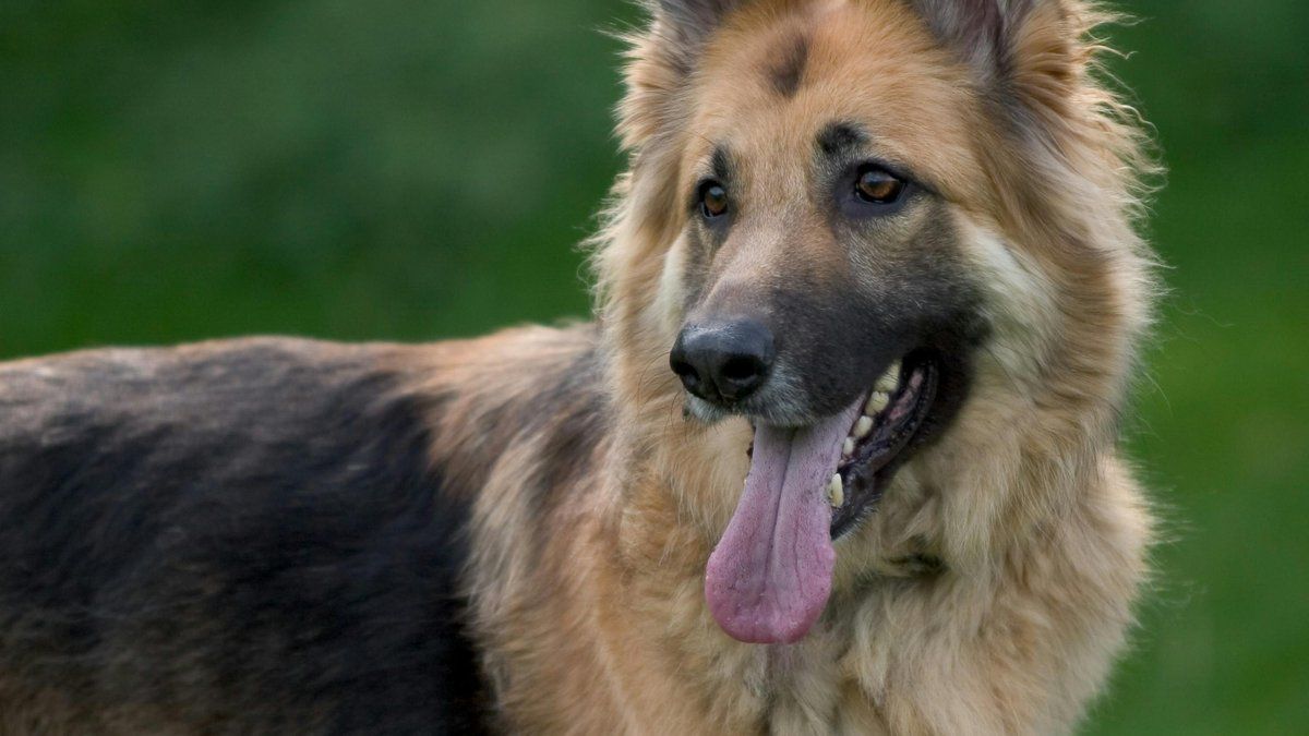 Crise animale à Epagny : un mystère inquiétant se profile