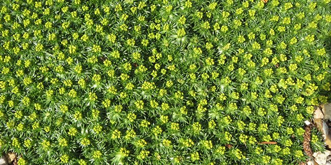 Azorelle : une alternative durable au gazon