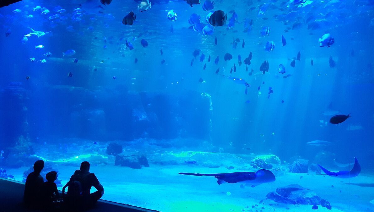 Un soigneur victime d'une morsure de requin à Nausicaa