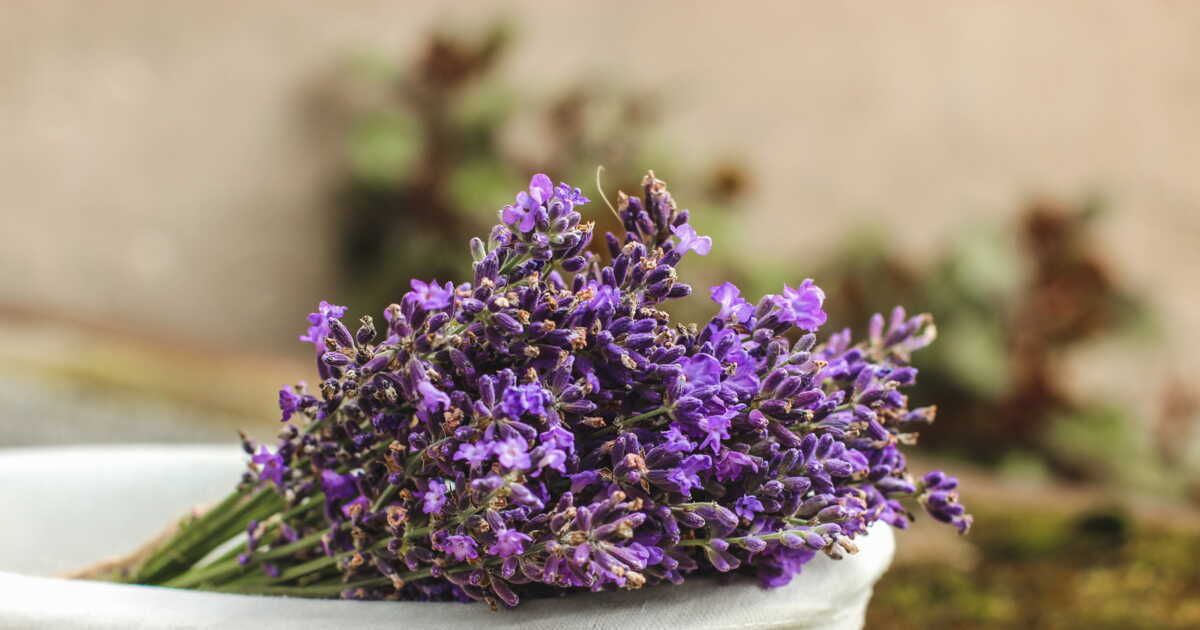 Quand et comment planter de la lavande ?