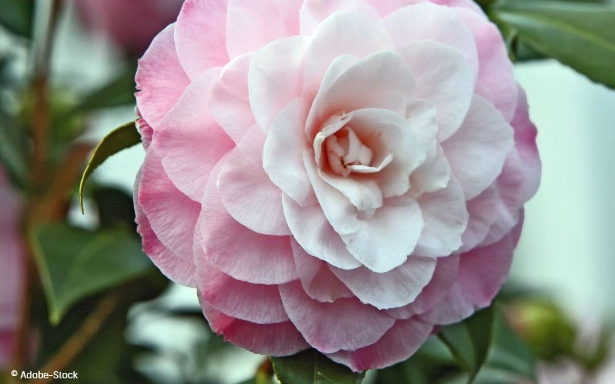 Les camélias, trésors floraux à découvrir en dehors des jardins japonais