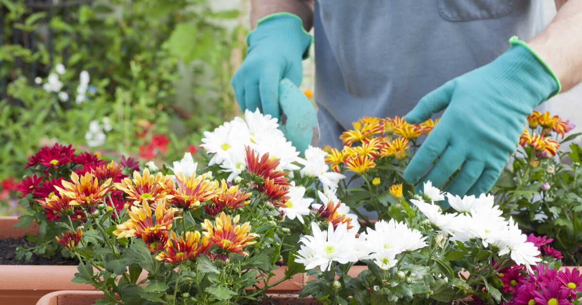 Comment prolonger les chrysanthèmes ?
