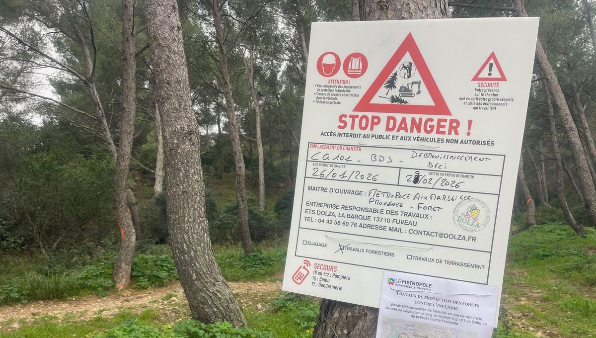 Une opération cruciale pour la biodiversité des Calanques : 420 arbres abattus