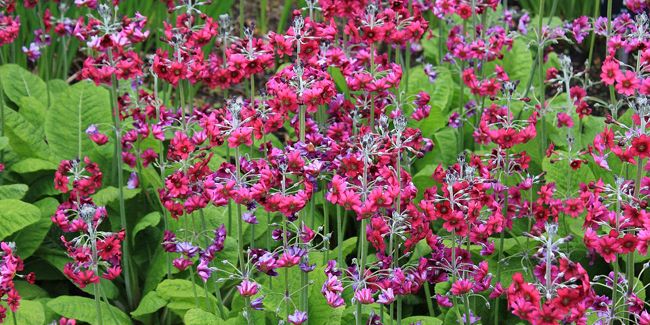La primevère du Japon, une perle florale aux hampes majestueuses