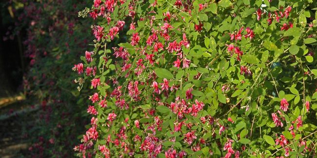 Lespédèze : l'arbuste éclatant de l'automne