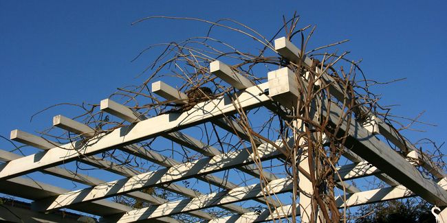 Plantes grimpantes : choisissez celles qui sublimeront votre pergola