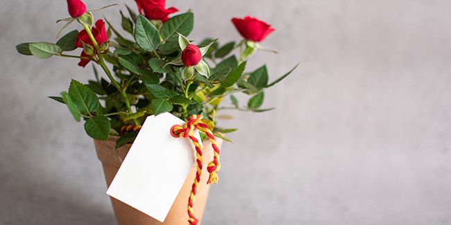 Rosier nain en pot : transformer votre intérieur en un jardin fleuri