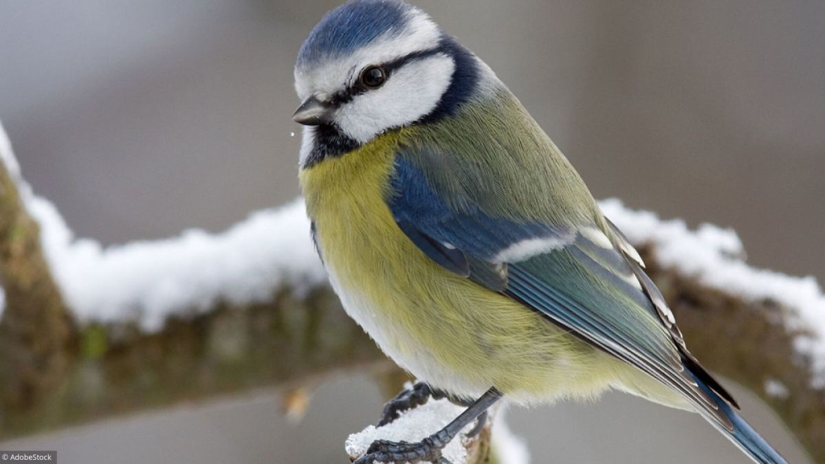 l'utilité des petites bêtes du jardin