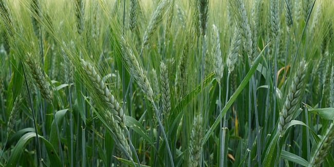 L'orge : une céréale ancestrale aux multiples bienfaits