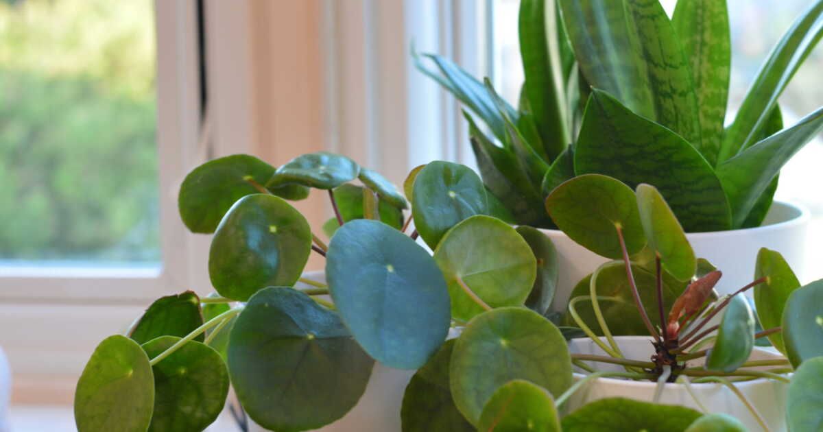 Votre pilea s’épanouira aussi dehors : guide pour balcon et terrasse