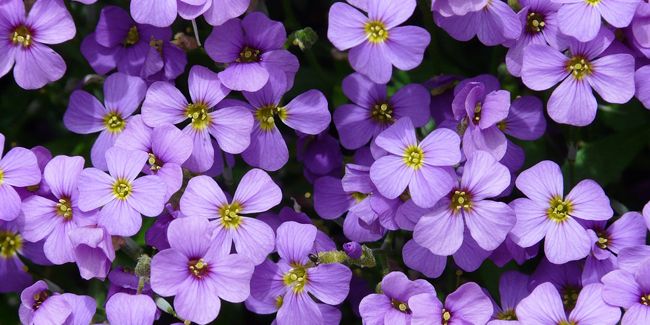 aubriète : le coussin fleuri qui embellit rocailles et murets