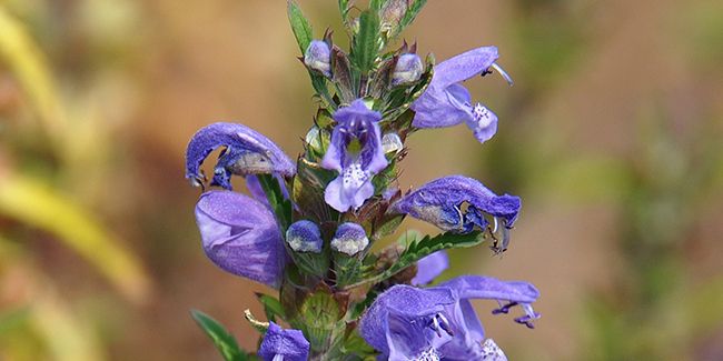 Mélisse de Moldavie (Dracocephalum moldavica), thé des jardins