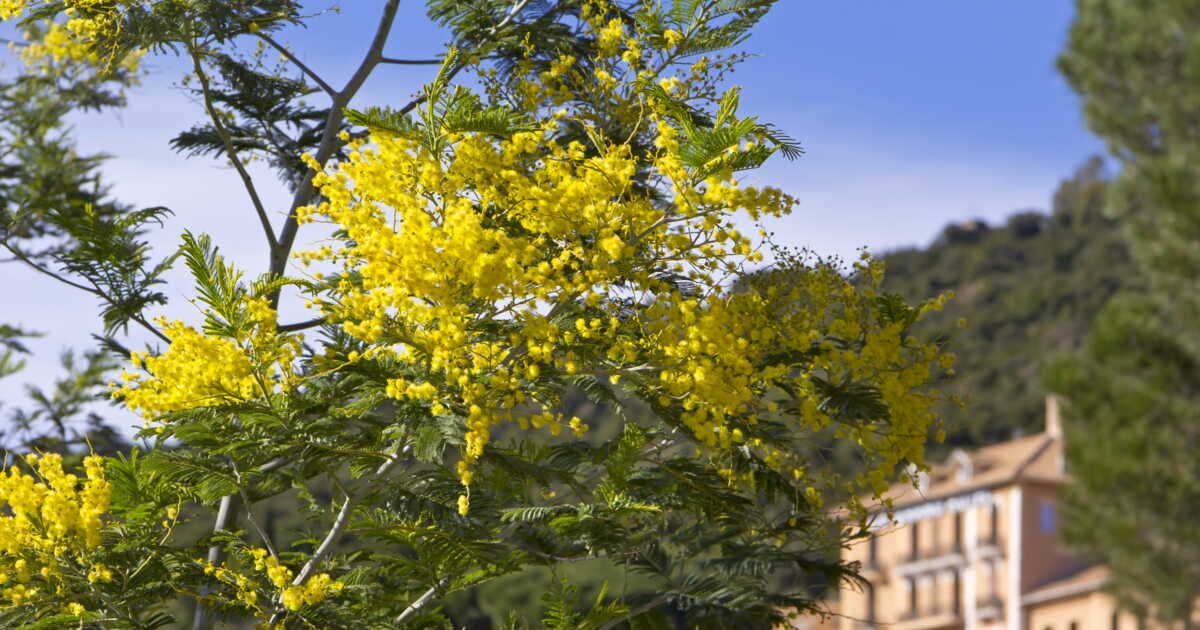 mimosa : 6 astuces essentielles pour une floraison éclatante