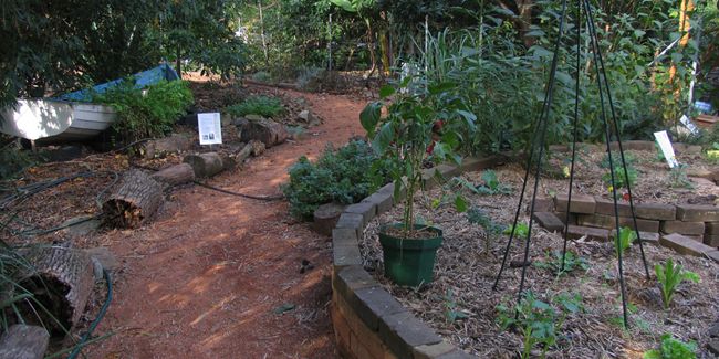Permaculture au jardin : mode d'emploi pour semer autonomie et biodiversité