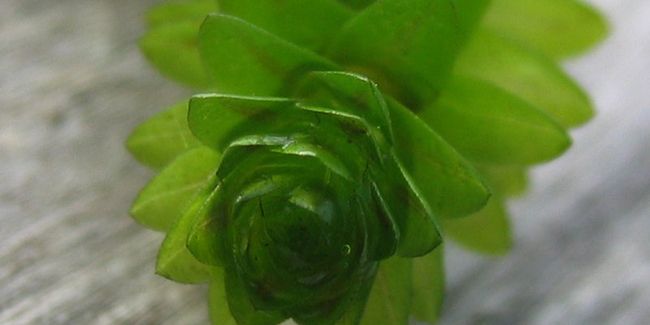 Elodée (Elodea canadensis), plante vivace au service de votre jardin