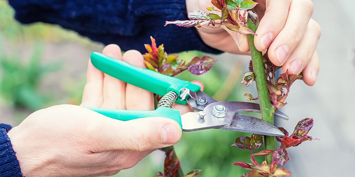 Taille des rosiers : guide pratique pour un jardin florissant