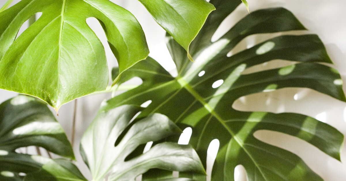 redressez votre monstera : 5 astuces pour guider sa croissance