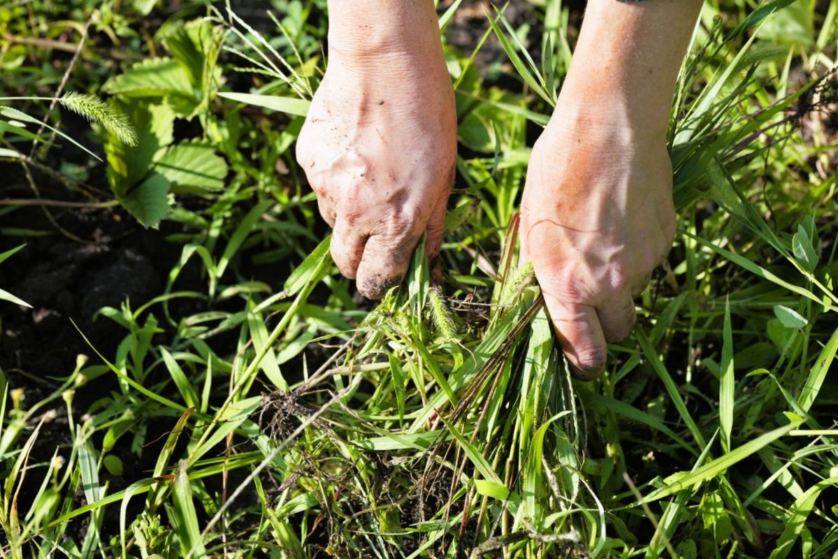 adieu binette : ces plantes couvre-sol qui simplifient l'entretien du jardin