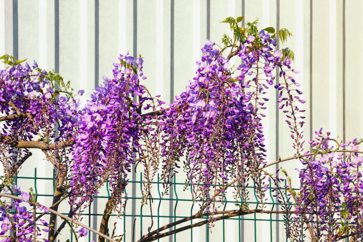 tailler la glycine : guide pratique pour maîtriser sa croissance et favoriser la floraison
