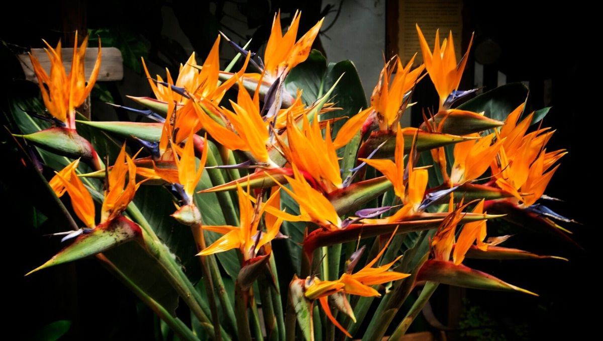 protéger oiseaux de paradis et oliviers en pot : le guide hiver indispensable