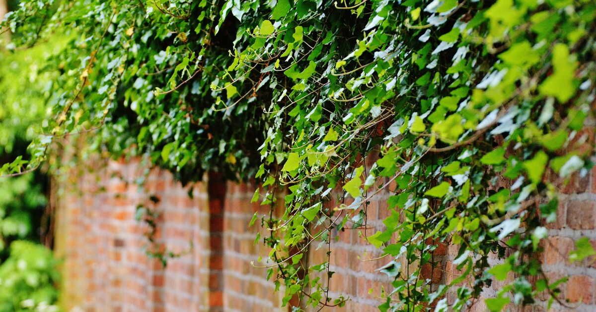 Attention : quatre plantes qui peuvent envahir votre jardin si vous les plantez