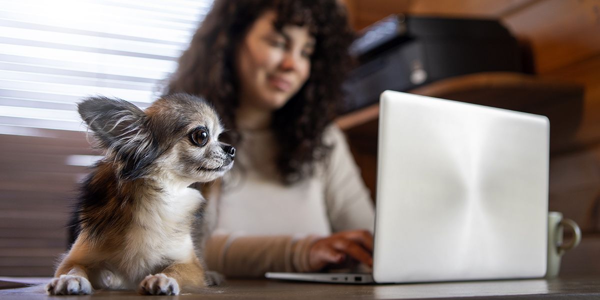 Assurance animaux 2025 : quelle formule choisir sans se ruiner ?