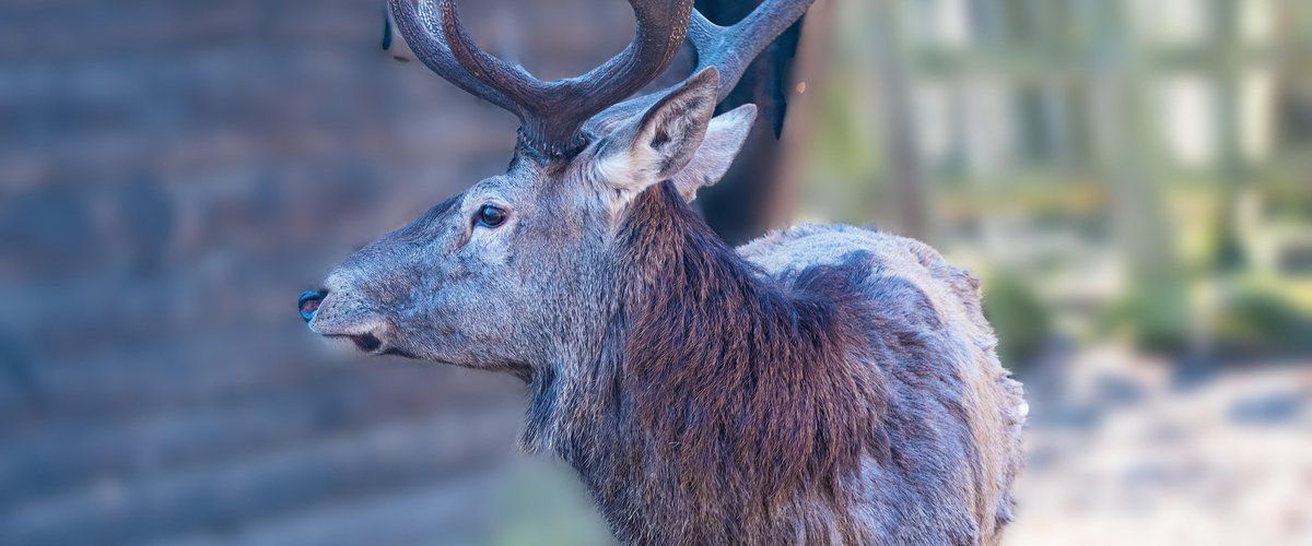 Un cerf abattu en plein village : la colère des habitants face à une décision de l'ONF