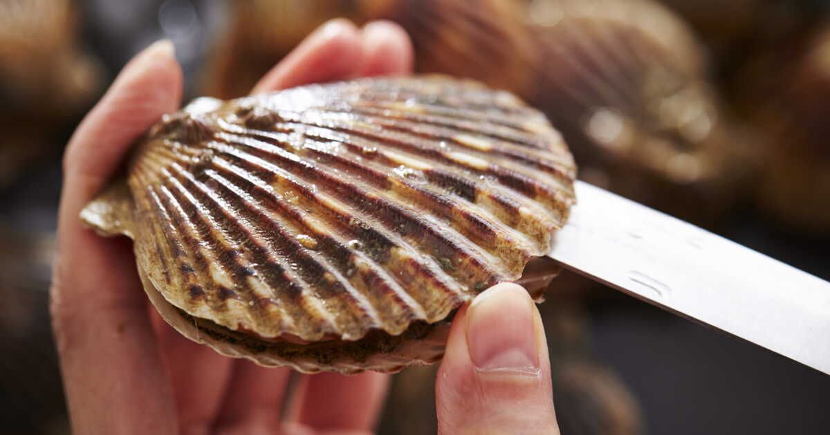 l'astuce infaillible pour ouvrir facilement vos coquilles Saint-Jacques