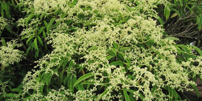 découvrez la fausse viorne, l'élégante grimpante qui embellit votre jardin