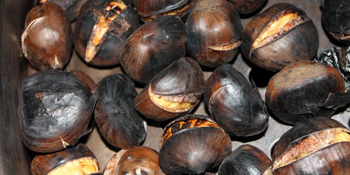 Marron, châtaigne, marron d'Inde : décryptage des différences et de l'importance culinaire