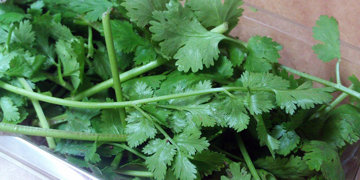 Coriandre : l'herbe aromatique incontournable de la cuisine orientale
