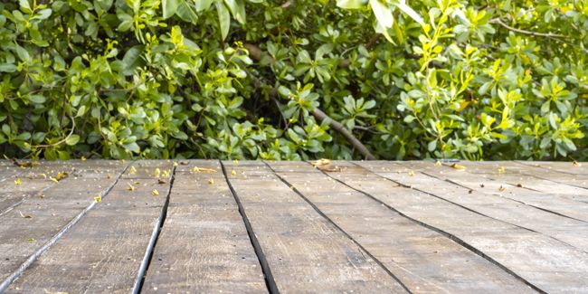 Des solutions naturelles pour dire adieu à la mousse sur votre terrasse