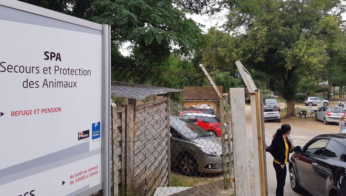 Angus, le chien volé, retrouve son refuge à Poitiers