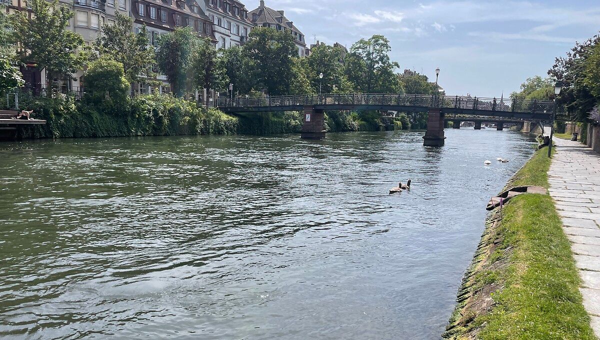 Strasbourg : une nuit de recherches pour retrouver un disparu dans l'Ill