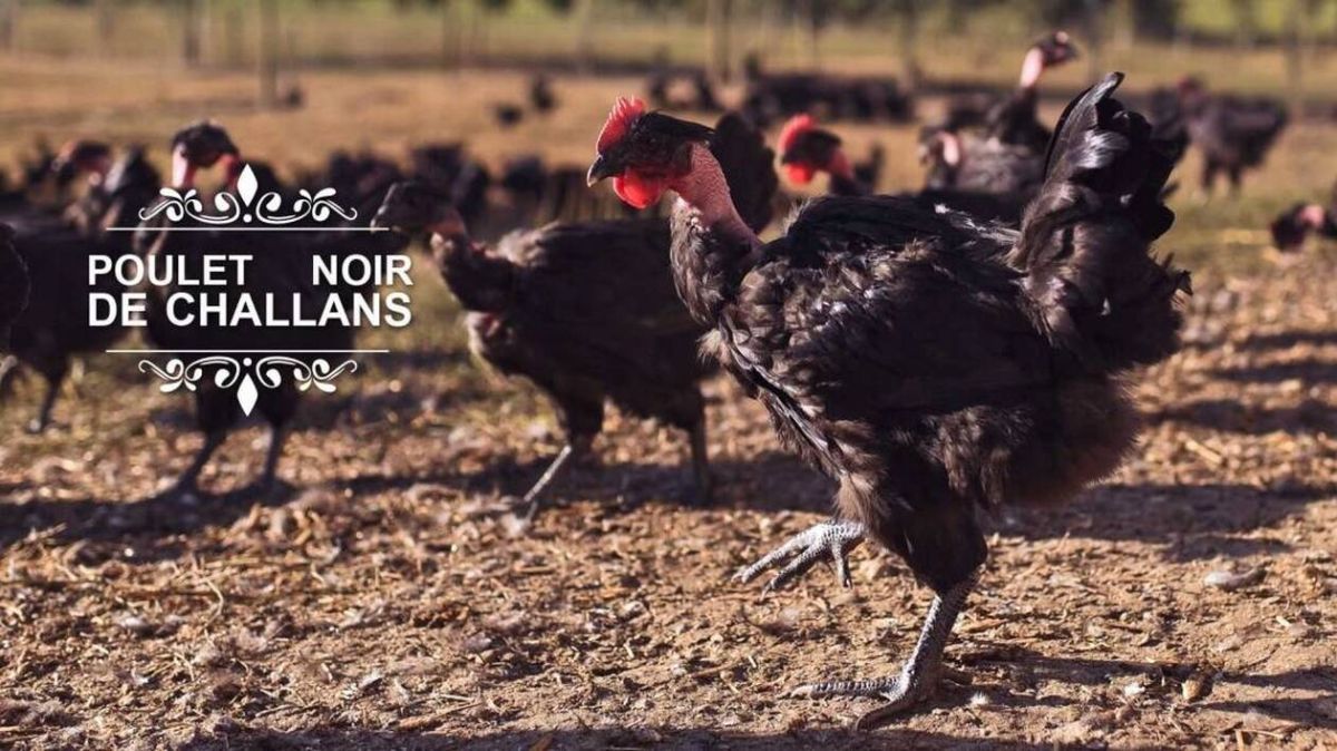 L'abattoir Savic-Freslon : nouvelle dynamique après son rachat par LDC