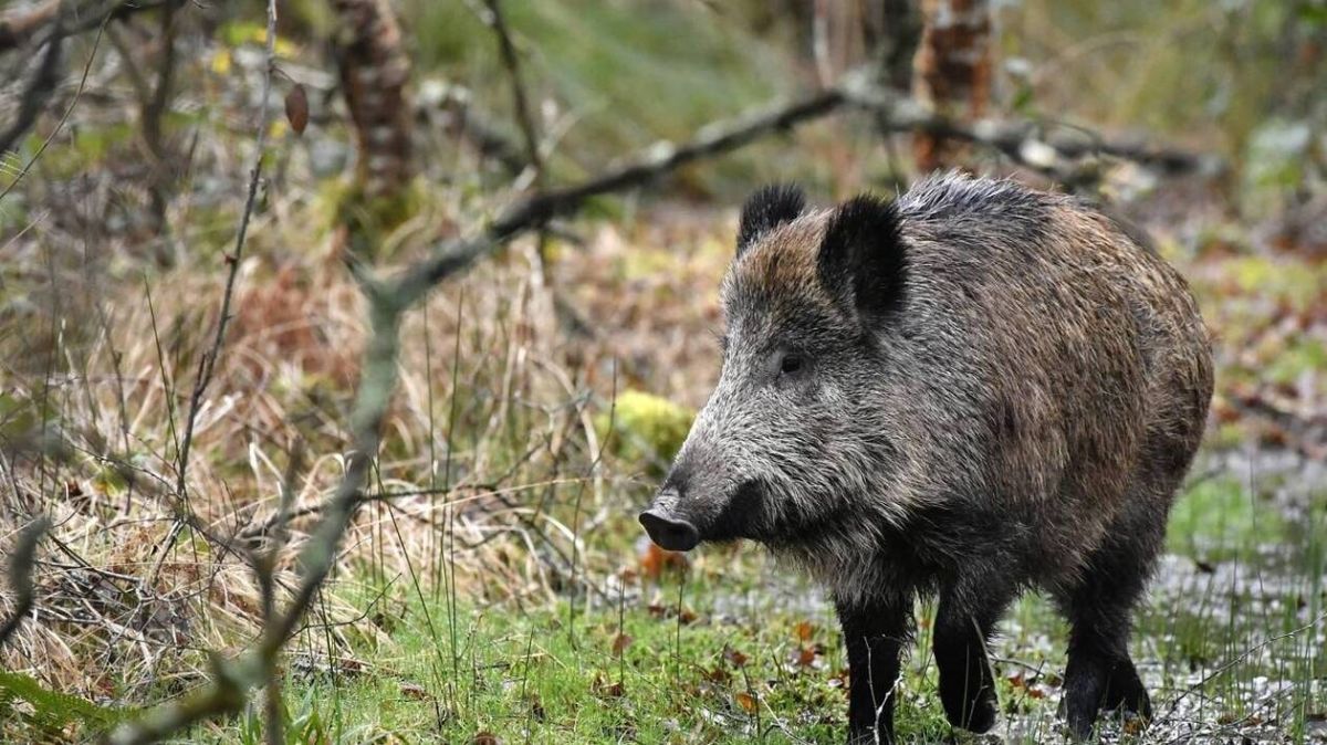 Des sangliers transforment le périphérique de Toulouse en terrain de jeu