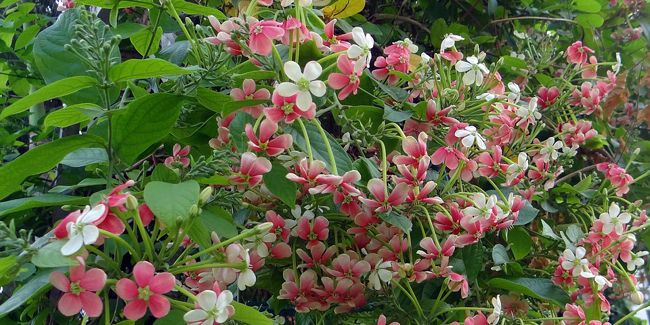 Quisqualier d'Extrême-Orient (Quisqualis indica), liane vermifuge