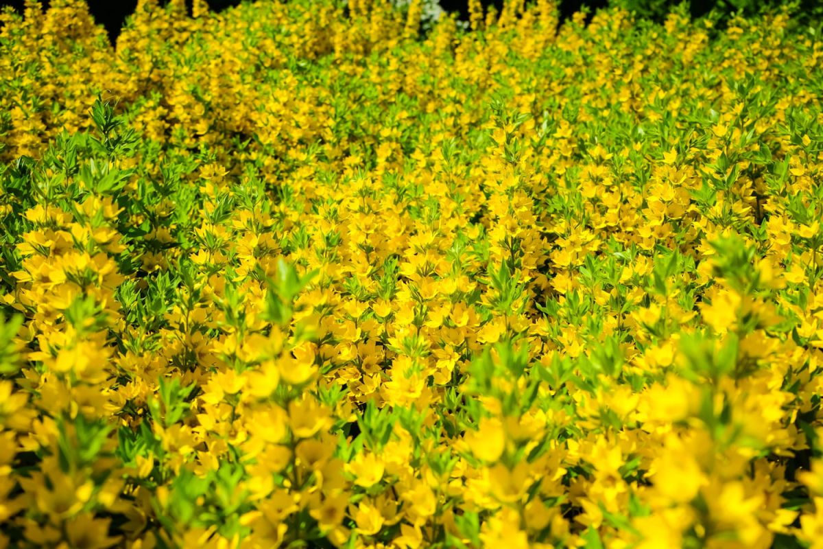 Une plante résistante aux fleurs jaunes qui embellit votre jardin